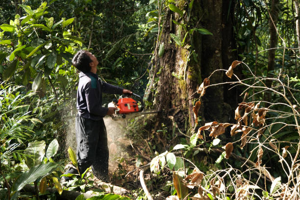 How Our Tree Care Process Works  in  Potomac Park, CA